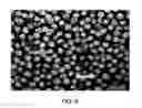 Fig. 07 - Cell-targeting nanoparticles comprising polynucleotide agents and uses thereof