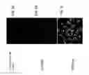 Fig. 10 - Cell-targeting nanoparticles comprising polynucleotide agents and uses thereof