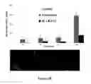 Fig. 04 - Method for regulating retinal endothelial cell viability