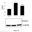 Fig. 06 - Method for regulating retinal endothelial cell viability
