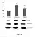 Fig. 08 - Method for regulating retinal endothelial cell viability