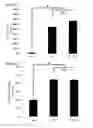 Fig. 09 - Method for regulating retinal endothelial cell viability