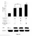 Fig. 12 - Method for regulating retinal endothelial cell viability