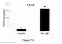 Fig. 15 - Method for regulating retinal endothelial cell viability