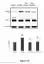 Fig. 16 - Method for regulating retinal endothelial cell viability