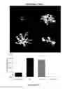 Fig. 21 - Method for regulating retinal endothelial cell viability
