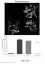 Fig. 22 - Method for regulating retinal endothelial cell viability