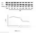 Fig. 24 - Method for regulating retinal endothelial cell viability