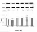 Fig. 25 - Method for regulating retinal endothelial cell viability