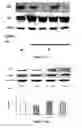 Fig. 26 - Method for regulating retinal endothelial cell viability