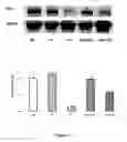 Fig. 27 - Method for regulating retinal endothelial cell viability
