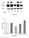 Fig. 28 - Method for regulating retinal endothelial cell viability