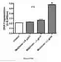 Fig. 31 - Method for regulating retinal endothelial cell viability