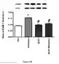 Fig. 34 - Method for regulating retinal endothelial cell viability
