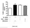 Fig. 35 - Method for regulating retinal endothelial cell viability