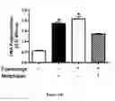 Fig. 37 - Method for regulating retinal endothelial cell viability