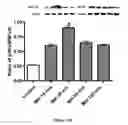 Fig. 38 - Method for regulating retinal endothelial cell viability