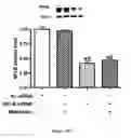 Fig. 40 - Method for regulating retinal endothelial cell viability