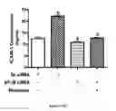 Fig. 41 - Method for regulating retinal endothelial cell viability