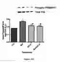 Fig. 42 - Method for regulating retinal endothelial cell viability