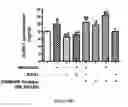 Fig. 43 - Method for regulating retinal endothelial cell viability
