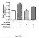 Fig. 47 - Method for regulating retinal endothelial cell viability