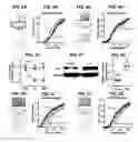 Fig. 07 - METHODS AND COMPOSITIONS FOR TREATING PAIN