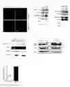 Fig. 11 - Pharmaceutical composition for preventing or treating neurodegenerative diseases