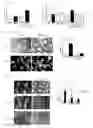 Fig. 12 - Pharmaceutical composition for preventing or treating neurodegenerative diseases