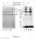 Fig. 07 - COMPOSITIONS AND METHODS FOR TREATMENT
