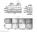 Fig. 05 - Pharmaceutical composition for preventing or treating of cirrhosis of liver comprising G protein coupled receptor 119 ligand as an active ingredient