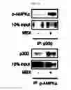 Fig. 12 - Pharmaceutical composition for preventing or treating of cirrhosis of liver comprising G protein coupled receptor 119 ligand as an active ingredient