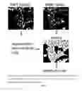 Fig. 02 - Pyrazolopyridazines and methods for treating retinal-degenerative diseases and hearing loss associated with usher syndrome