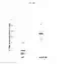 Fig. 11 - ADENOSINE RECEPTOR AGONISTS AND ANTAGONISTS TO MODULATE T CELL RESPONSES