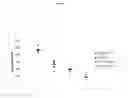Fig. 17 - ADENOSINE RECEPTOR AGONISTS AND ANTAGONISTS TO MODULATE T CELL RESPONSES