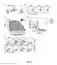Fig. 12 - Use of cinnabarinic acid as a modulator of immune response in autoimmune disorders