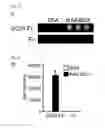 Fig. 24 - Dendritic cell immune receptor activator, method for activating dendritic cell immune receptor, osteoclast formation inhibitor, method for inhibiting osteoclast formation, dendritic cell differentiation/proliferation inhibitor, method for inhibiting dendritic cell differentiation/proliferation, cytokine production inhibitor, method for inhibiting cytokine production, therapeutic method and screening method