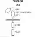 Fig. 37 - Chimeric antigen receptor and methods of use thereof