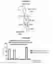 Fig. 38 - Chimeric antigen receptor and methods of use thereof
