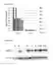 Fig. 05 - STEM CELL SUBPOPULATIONS WITH DIFFERENTIAL GSTT1 EXPRESSION OR GENOTYPE