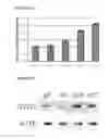 Fig. 08 - STEM CELL SUBPOPULATIONS WITH DIFFERENTIAL GSTT1 EXPRESSION OR GENOTYPE