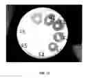 Fig. 23 - COMPOSITION CONTAINING PSEUDOMONAS AERUGINOSA CULTURE SOLUTION EXTRACT HAVING ANTIBIOTIC AND ANTISEPTIC ACTIVITIES, AND USE THEREOF