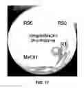 Fig. 30 - COMPOSITION CONTAINING PSEUDOMONAS AERUGINOSA CULTURE SOLUTION EXTRACT HAVING ANTIBIOTIC AND ANTISEPTIC ACTIVITIES, AND USE THEREOF