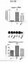 Fig. 07 - MITOCHONDRIAL-TARGETED ANTIOXIDANTS PROTECT AGAINST MECHANICAL VENTILATION-INDUCED DIAPHRAGM DYSFUNCTION AND SKELETAL MUSCLE ATROPHY