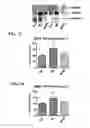 Fig. 10 - MITOCHONDRIAL-TARGETED ANTIOXIDANTS PROTECT AGAINST MECHANICAL VENTILATION-INDUCED DIAPHRAGM DYSFUNCTION AND SKELETAL MUSCLE ATROPHY