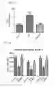 Fig. 19 - MITOCHONDRIAL-TARGETED ANTIOXIDANTS PROTECT AGAINST MECHANICAL VENTILATION-INDUCED DIAPHRAGM DYSFUNCTION AND SKELETAL MUSCLE ATROPHY