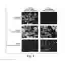 Fig. 04 - Engineered nucleic acids and methods of use thereof