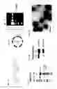 Fig. 02 - Vault complexes for cytokine delivery