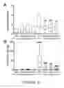 Fig. 17 - Modulation of cellular stress using a B-cell oxidative and/or endoplasmic reticulum stress inhibitor and a targeting agent