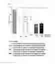 Fig. 06 - Method for treating diabetes comprising long-acting insulin analogue conjugate and long-acting insulinotropic peptide conjugate